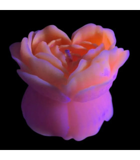 Свеча роза люминесцентная GlowKink 38 г, низкотемпературная, M, для БДСМ, розовая - No Taboo