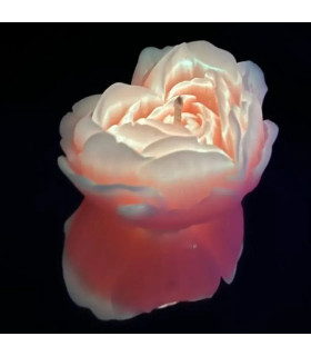 Свеча роза люминесцентная GlowKink 38 г, низкотемпературная, M, для БДСМ, оранжевая - No Taboo